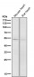 Anti-CD47 Rabbit Monoclonal Antibody